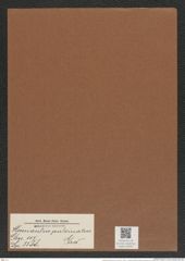 Hemiaulus pulvinatus Grev. (de-Toni-Nr.: Genus 117, Species 3388) Zeichnungen Sammlung Grunow Mappe 03591 (Herbarium_W_Grunow_drawings_Folder_03591)